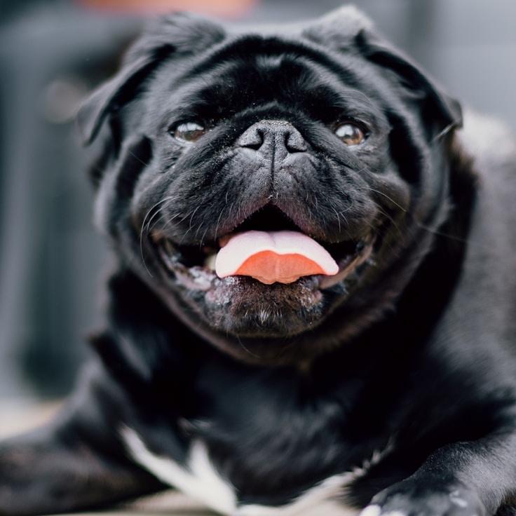 Portrait of a community mentor and Italian cuisine specialist